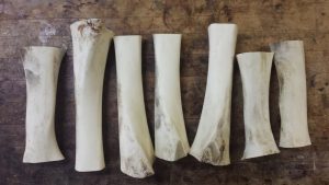 7 cow femur bones,cleaned and ready to be turned into blanks.